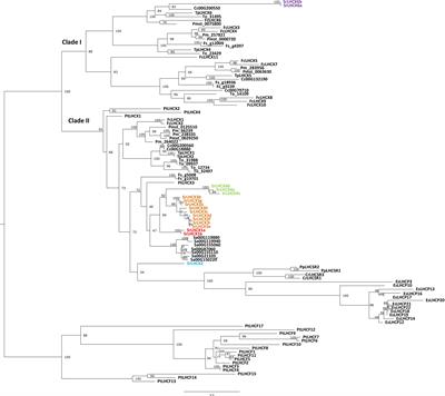 Light Regulation of LHCX Genes in the Benthic Diatom Seminavis robusta